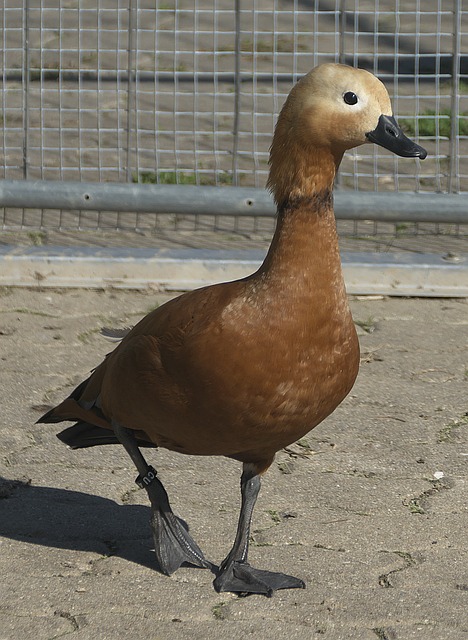 力竭